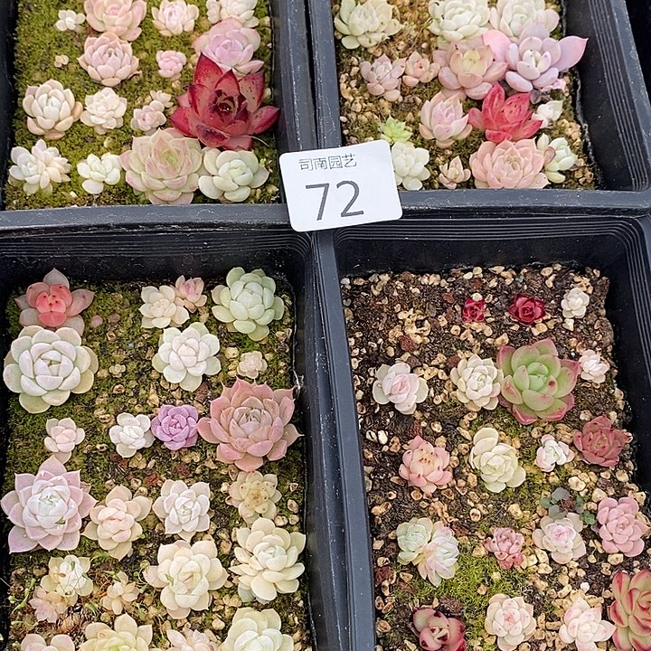 鹿***角72 多肉植物盆栽植物