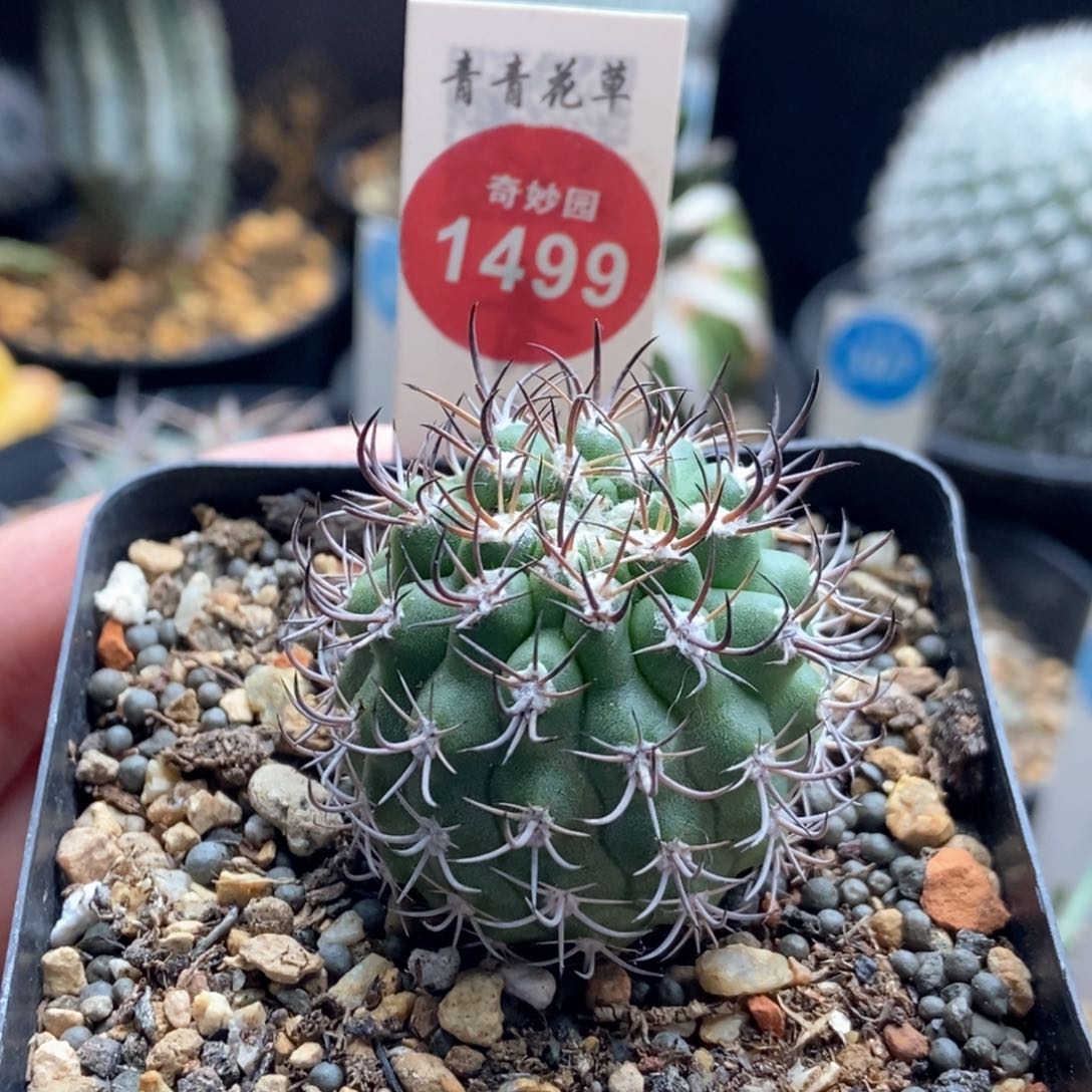 实生逆豹丸3.5cm