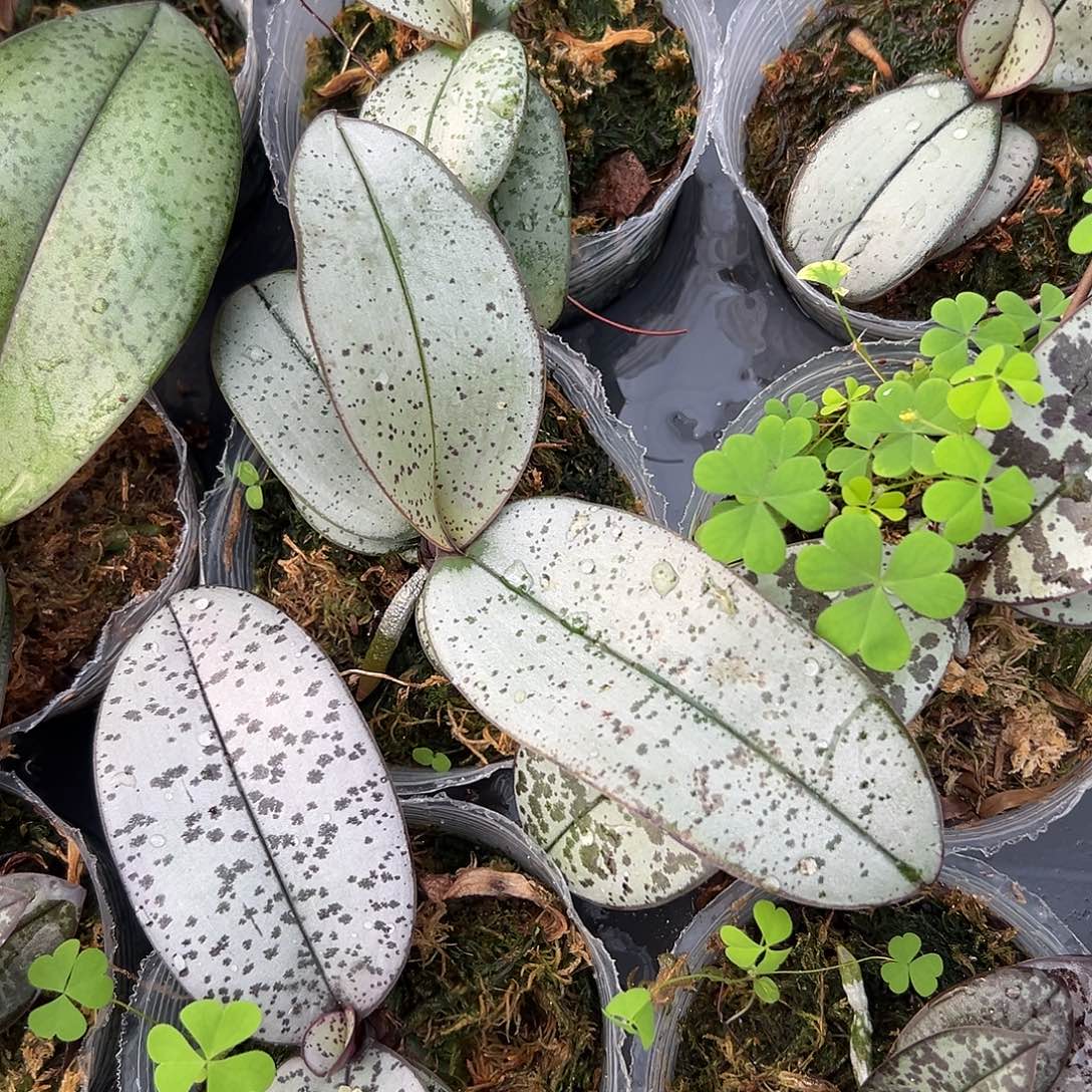 当前无花栽培后可以开花银叶盲盒西2.8根少福利