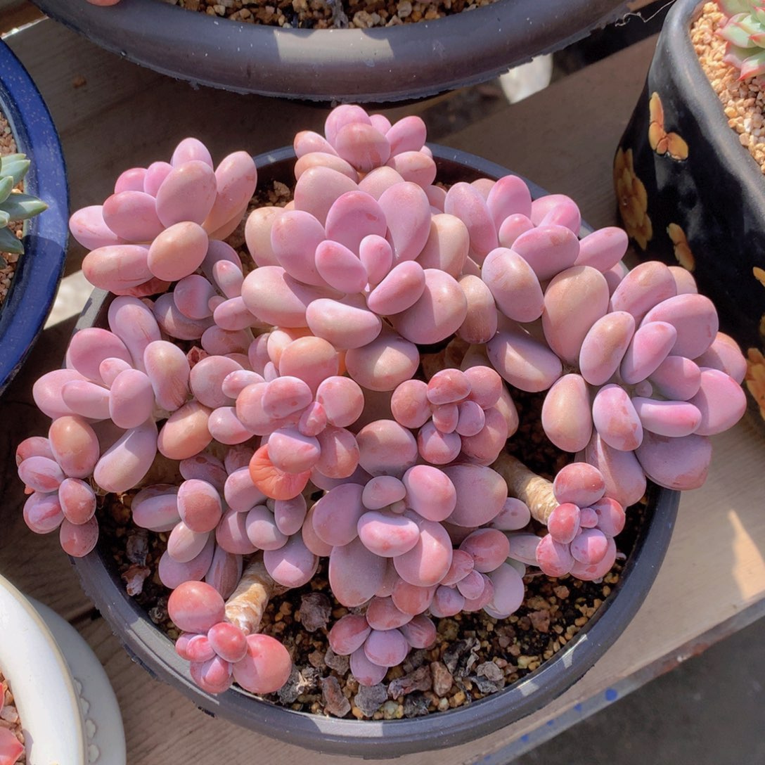 逸园精品多肉植物
