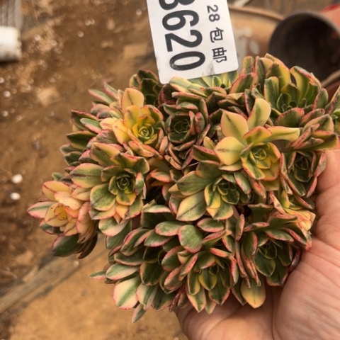 620甜茶不包断枝