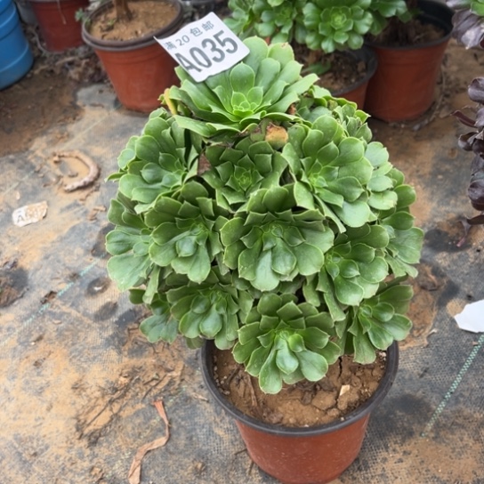 035绿羊绒不包断枝