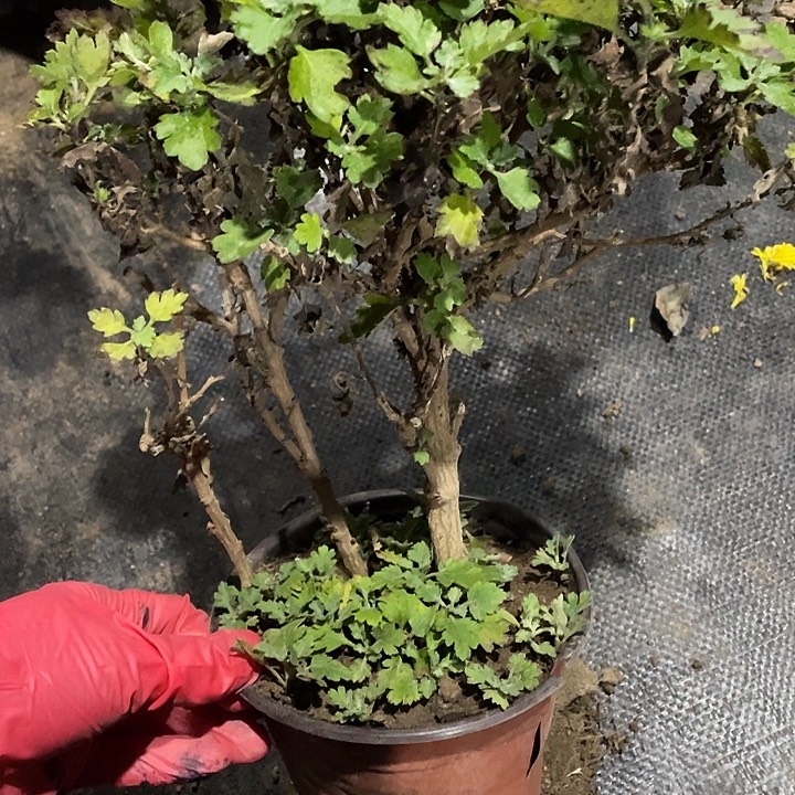 八***行35菊花菊花菊花菊花好