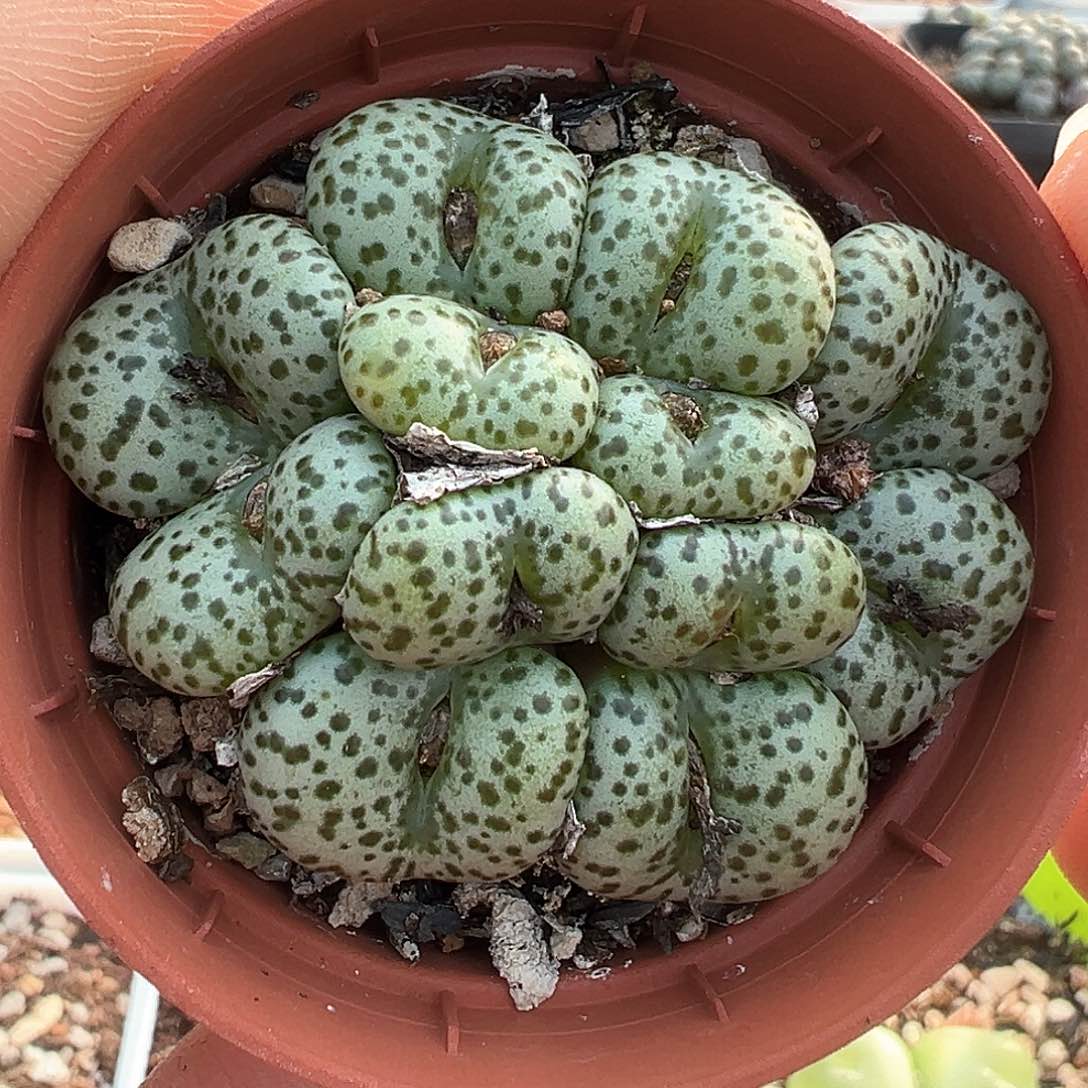 豹点安贞 多肉肉锥