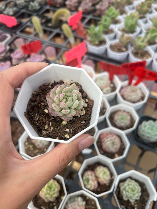 满9.9米包邮白胖子多肉福娘锦