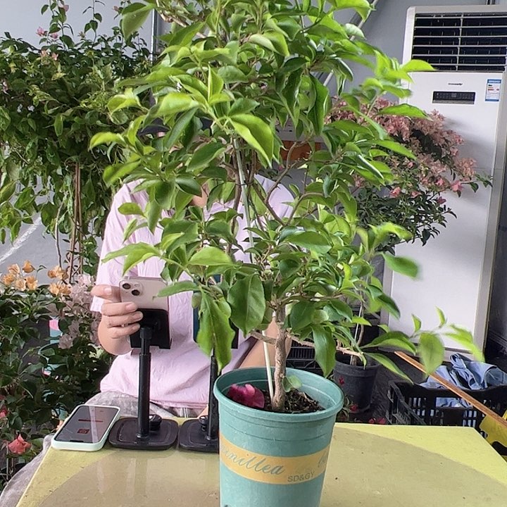 粉天使带竹一颗，