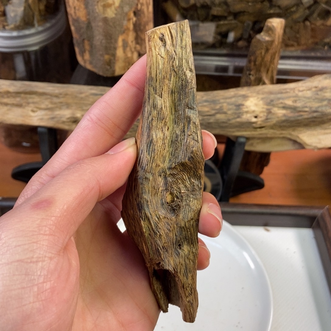 沉香乌身虫漏20克