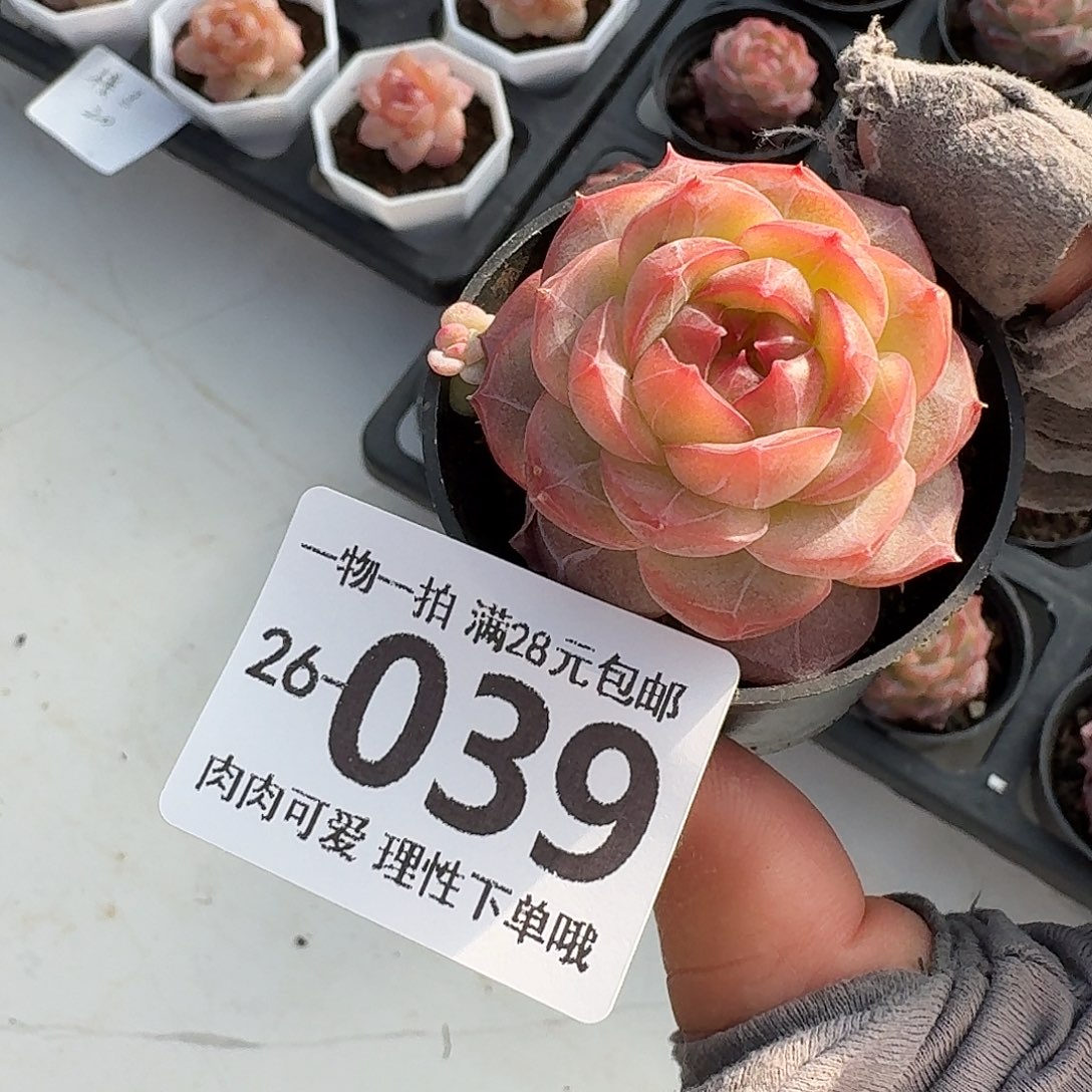 钻石糖无盆土发货