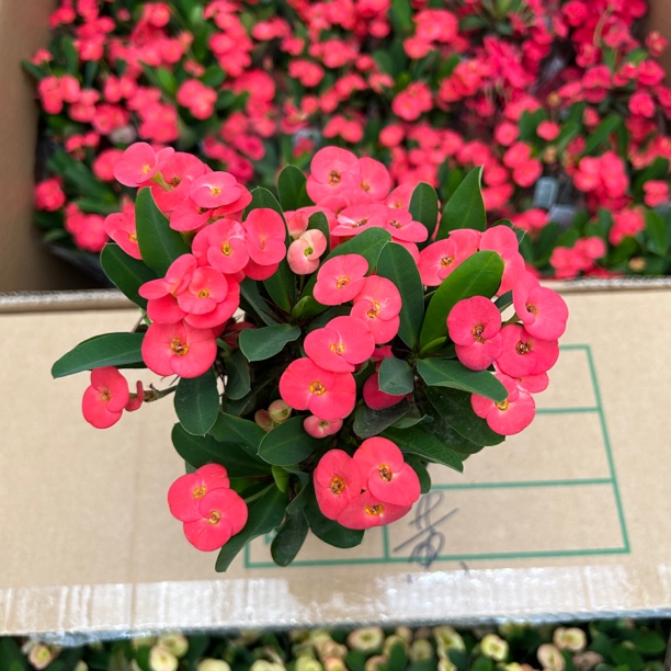 大花虎刺梅盆栽绿植