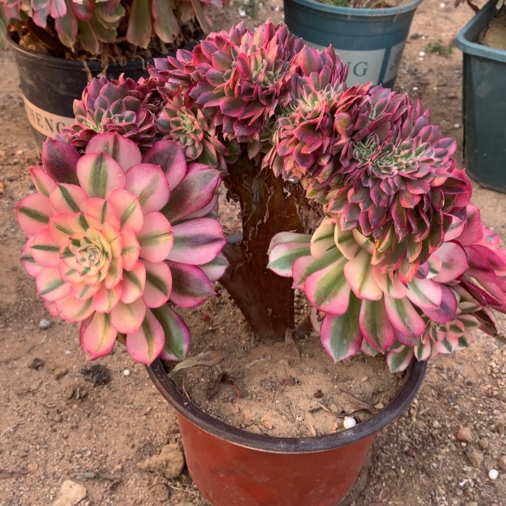 倾城缀老桩004多肉植物