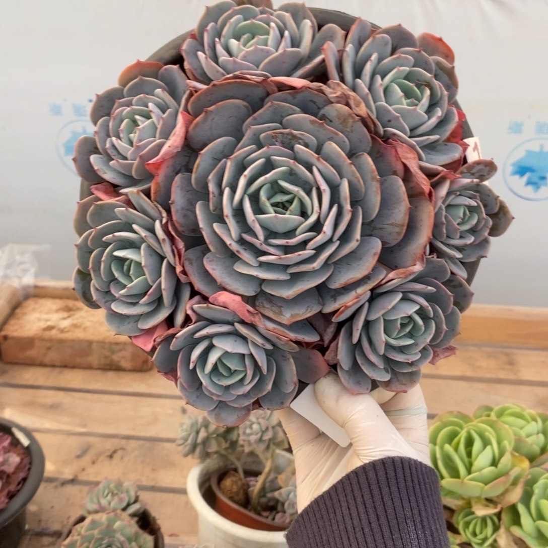 4228红粉台阁一物一拍