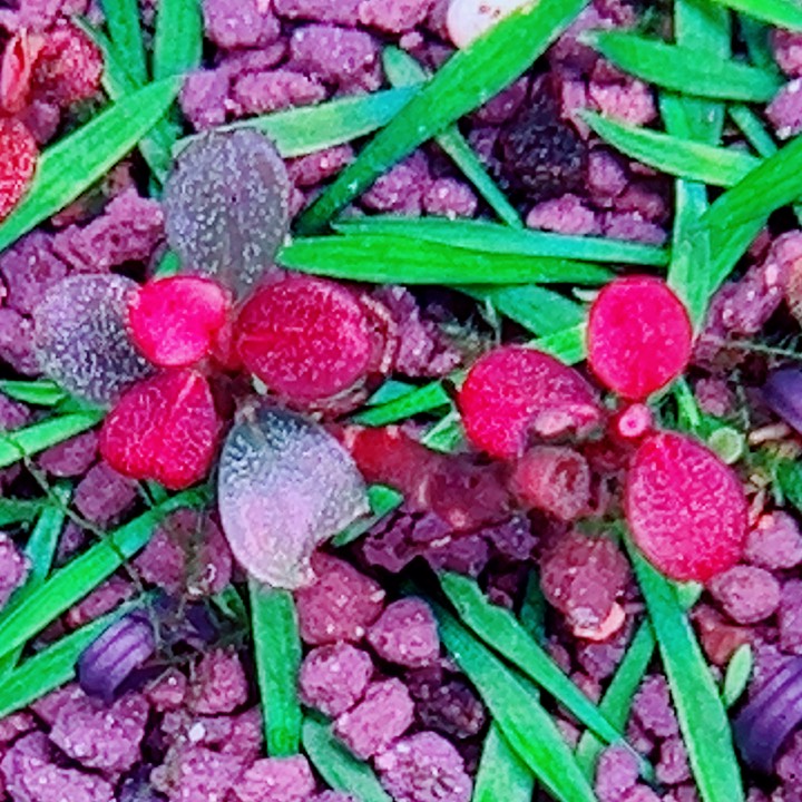 福利70号福利价一头植物（6号缸