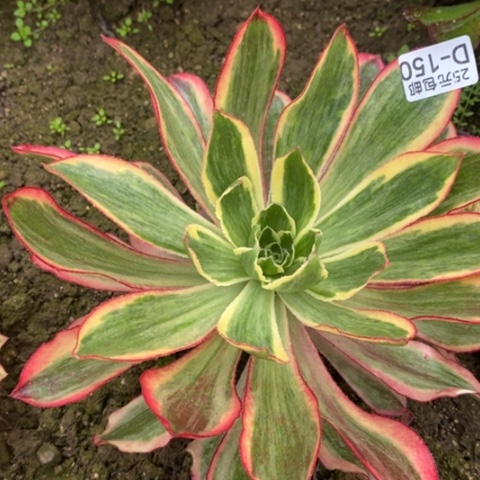 150魅影满25包邮多肉