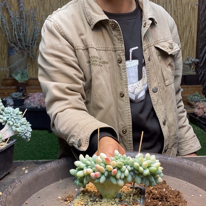 A***）257号奶糖多肉植物