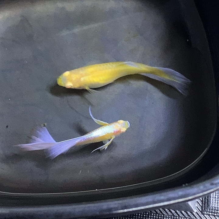 紫白飞船孔雀鱼孔雀鱼