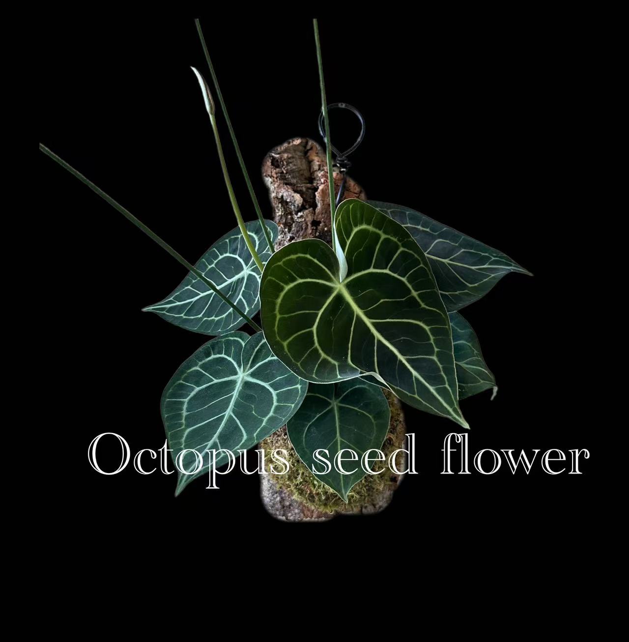 克莱恩花烛 星花怒放 室内好养观叶观花多年生绿植盆栽章鱼种花