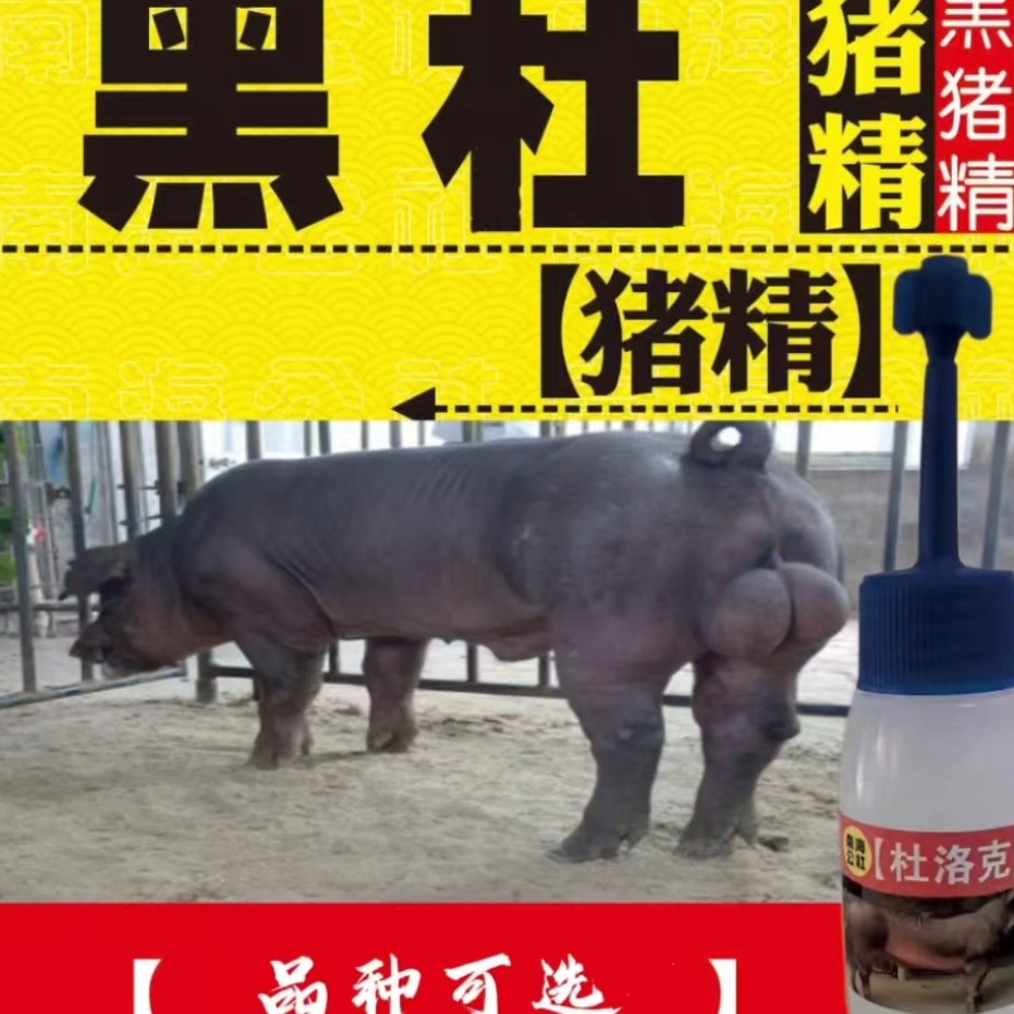 黑杜 黑金刚种公猪国寿黑巴克夏苏太原种太湖母猪美系杜洛克 猪精