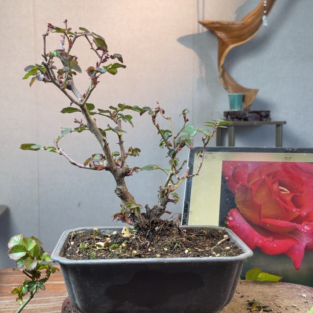 金***头少量花朵（建议范围：2朵-5朵 或40%以下）