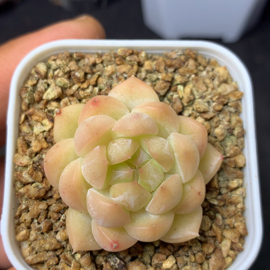 31 精品多肉一物一拍