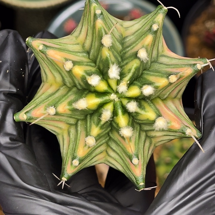 白蜘蛛网 一物一拍。