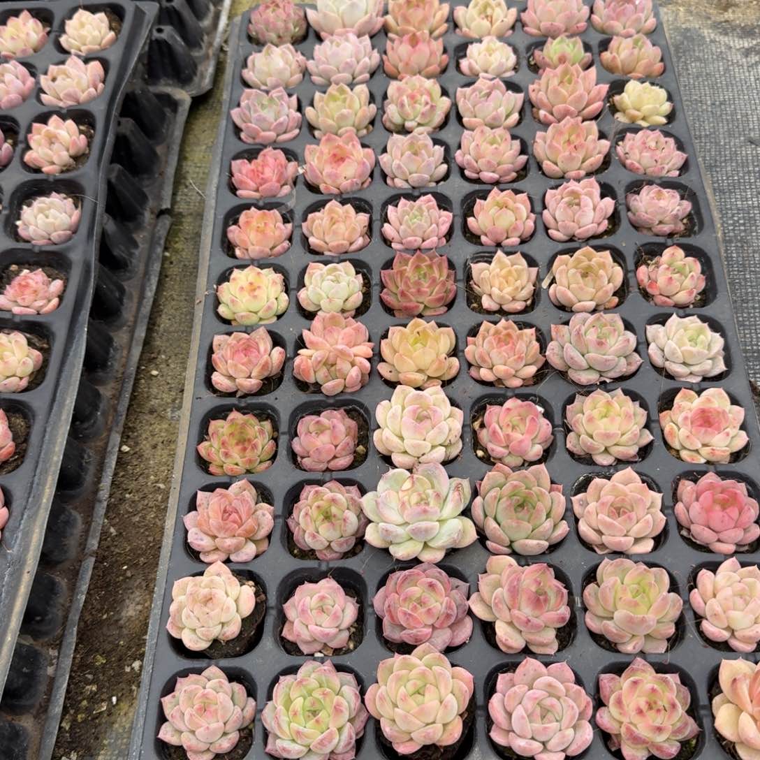 28-5未选育珍妮穴盘一盘量拍