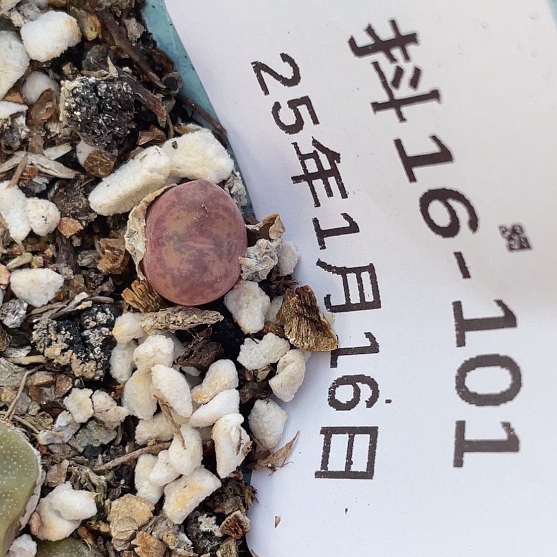 16-101毛杂多肉植物肉锥