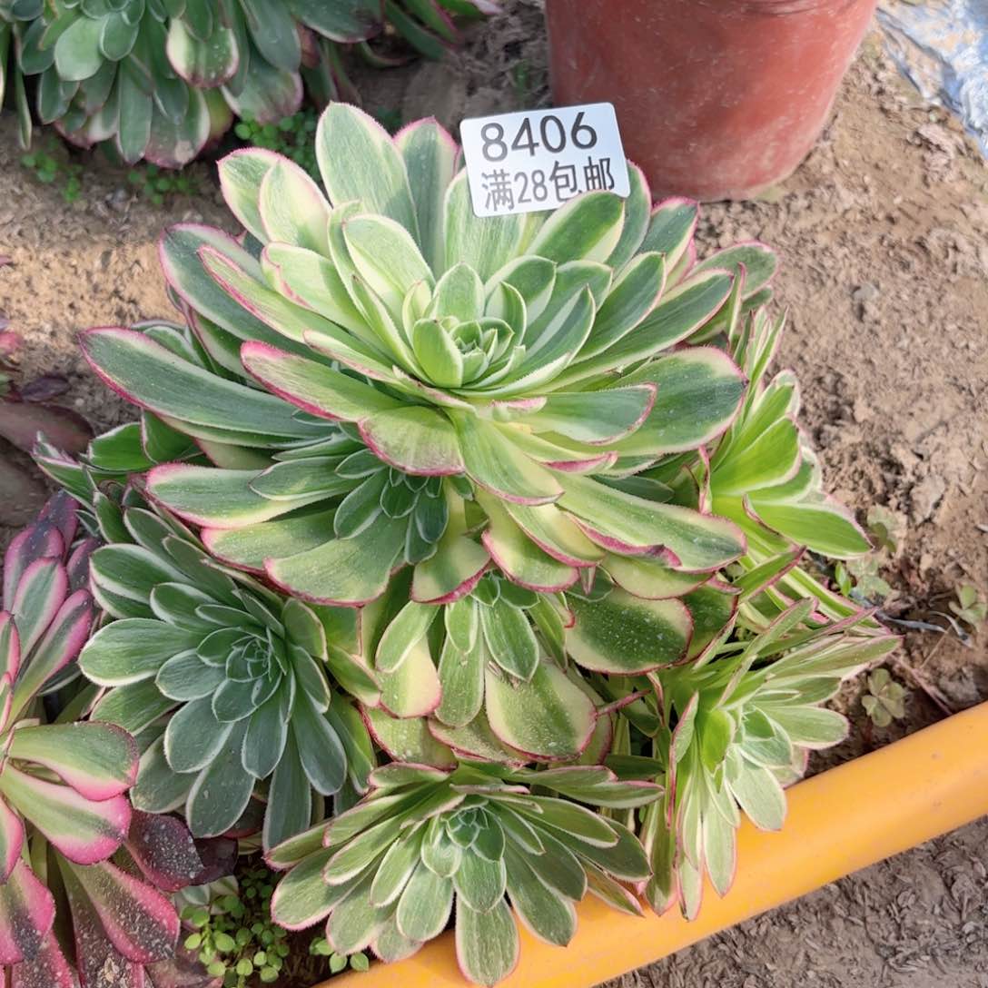 G. 8406海王多肉