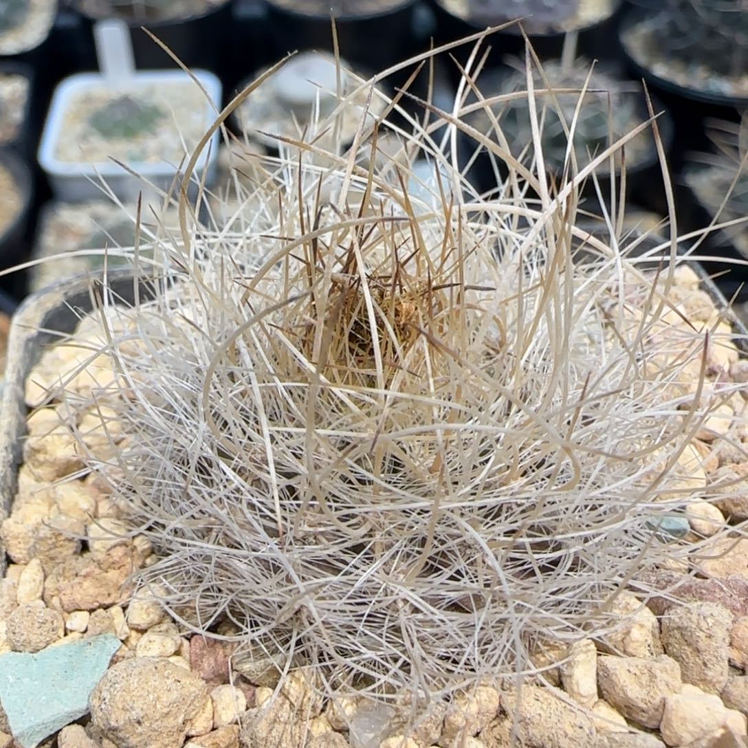 09实生混乱玉多肉3.5