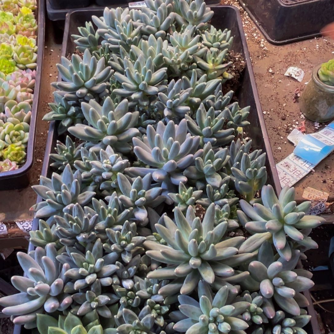 ****七101分肉植物提取精华成分是