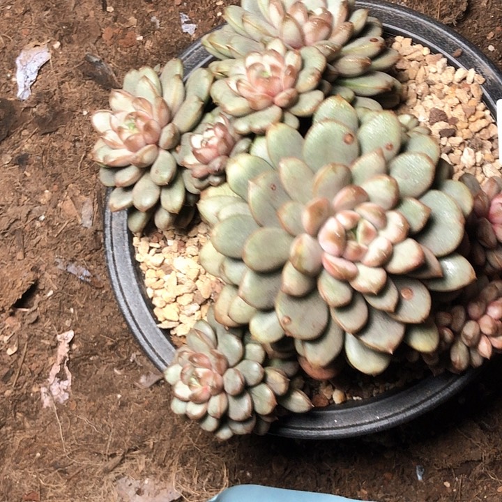 胡*花31/////////////////