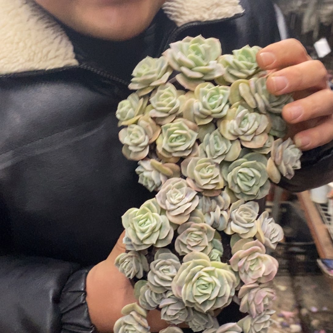 可爱玫瑰散装带盆土十头起发两盆