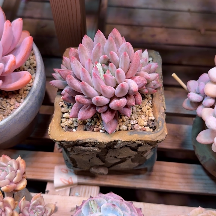 流沙虞美人多肉植物de ou chu chu