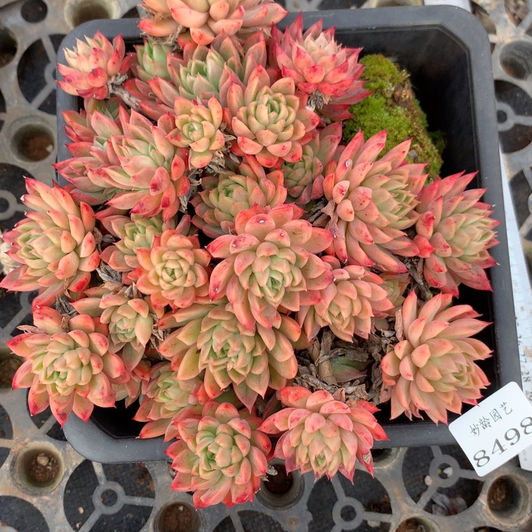 8498杂交多肉老桩