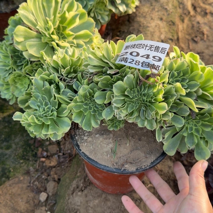 2019二号棚绿豆沙缀C