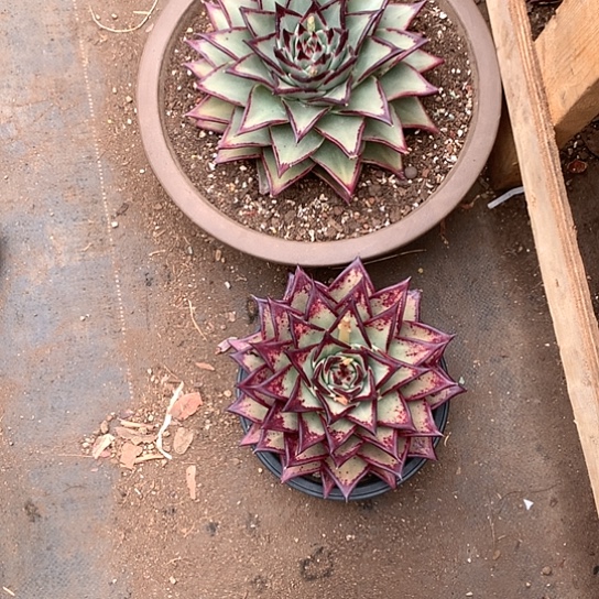 老*美肉特价活动开始啦