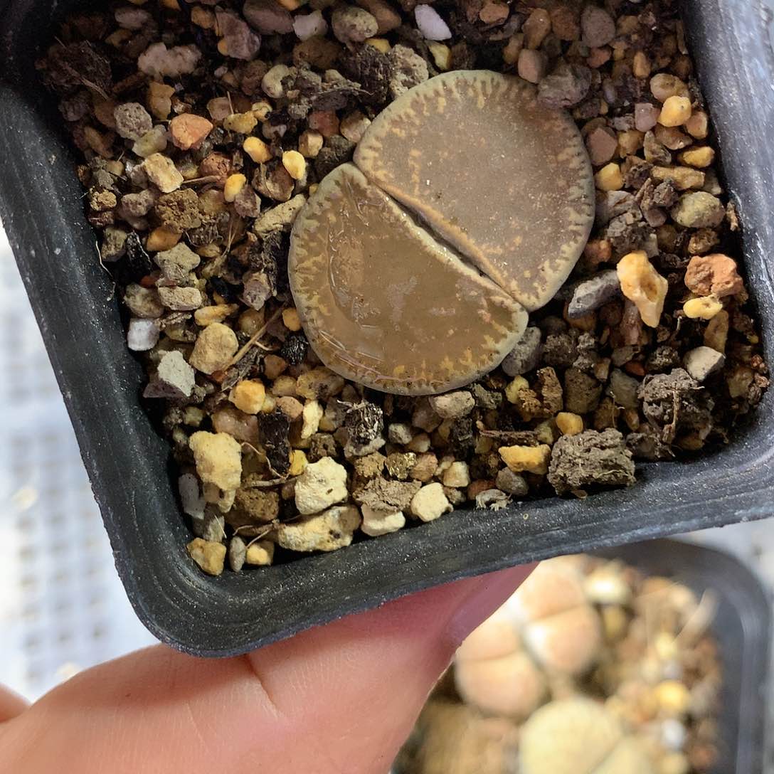 A475多肉植物保护研究所