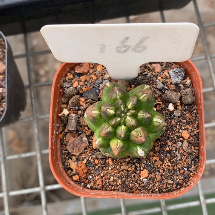 伯克利和格蕾纳的故事都