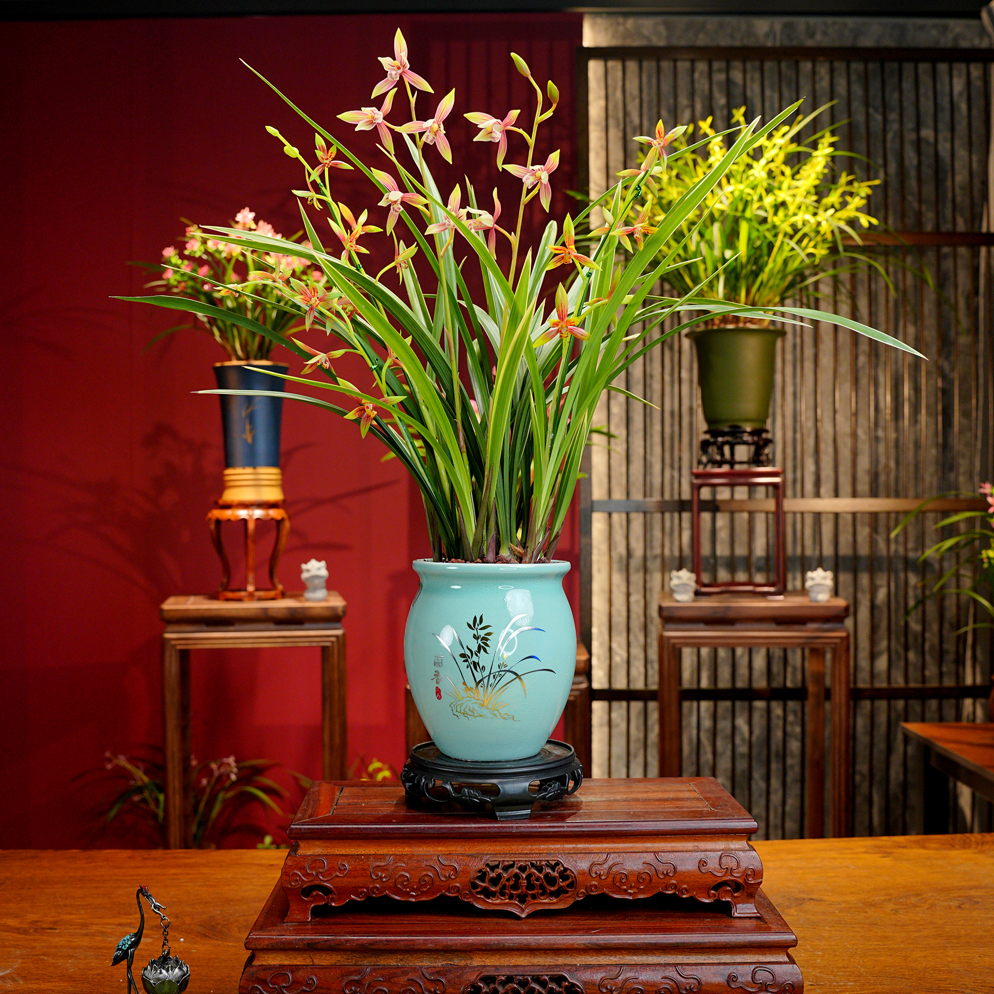 建兰铭品【峨眉贵妃】浓香型 名贵兰花 景德镇陶瓷盆 好养易活