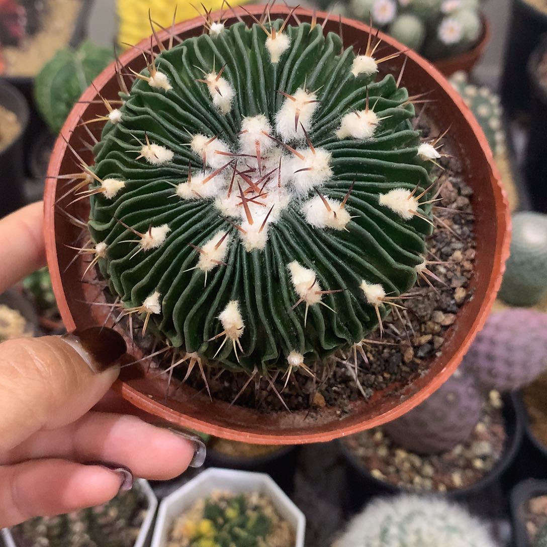 多棱玉仙人球自根