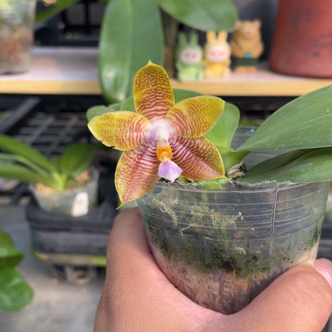 完全开放盲盒漏1111