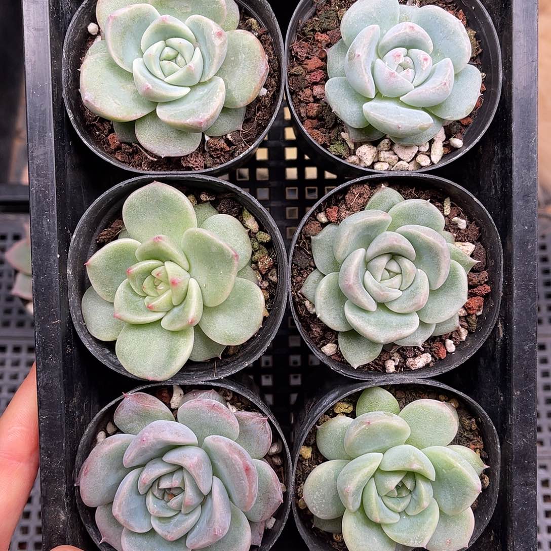 多肉一物一拍23-40