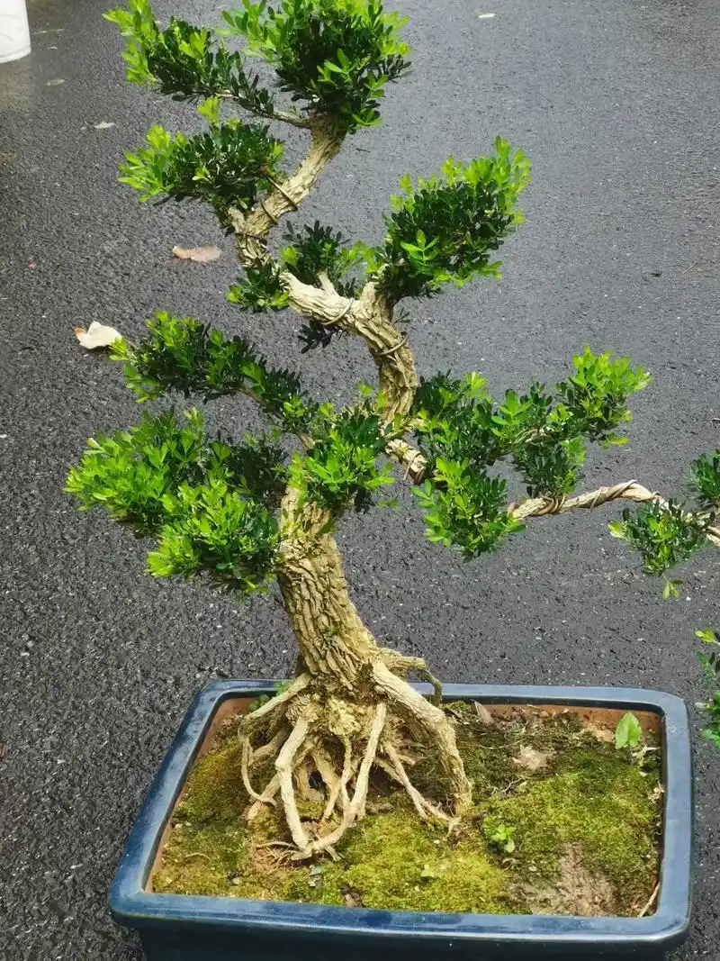 中国风造型盆景基地直发，直播间一物一拍所见即所得黄杨蚂蝗盆景