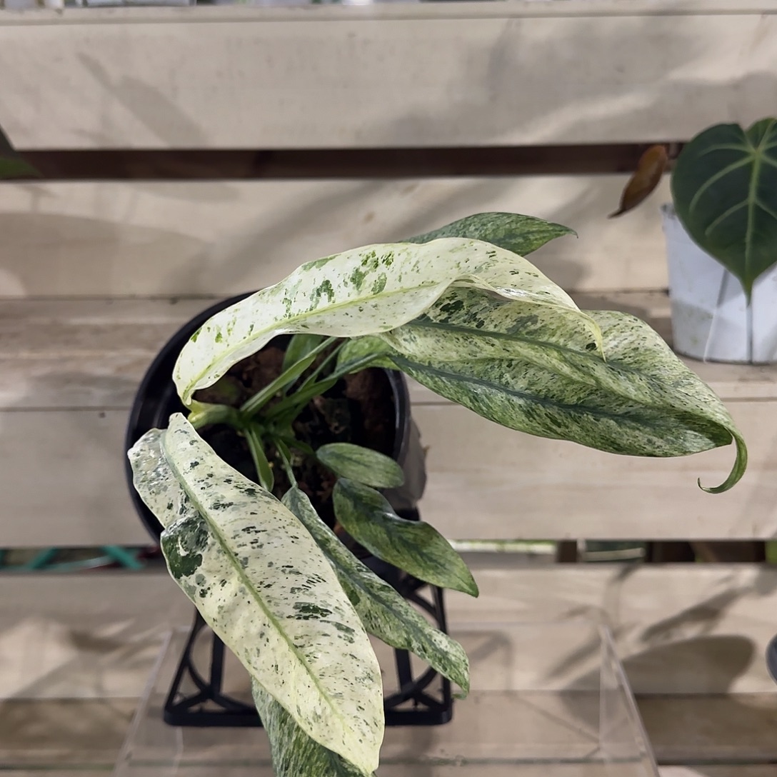 无花朵羽毛锦蔓绿绒