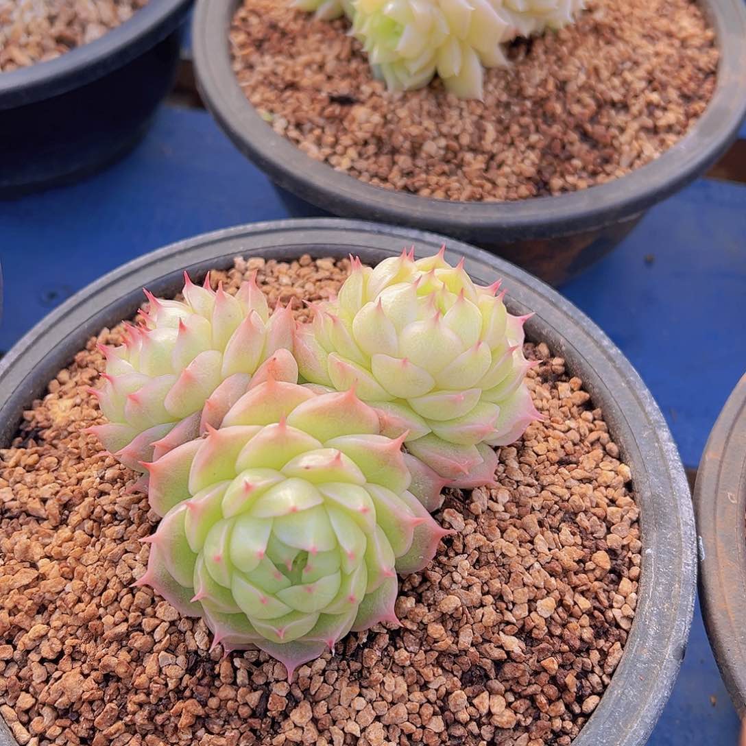 ?****新品，多肉植物