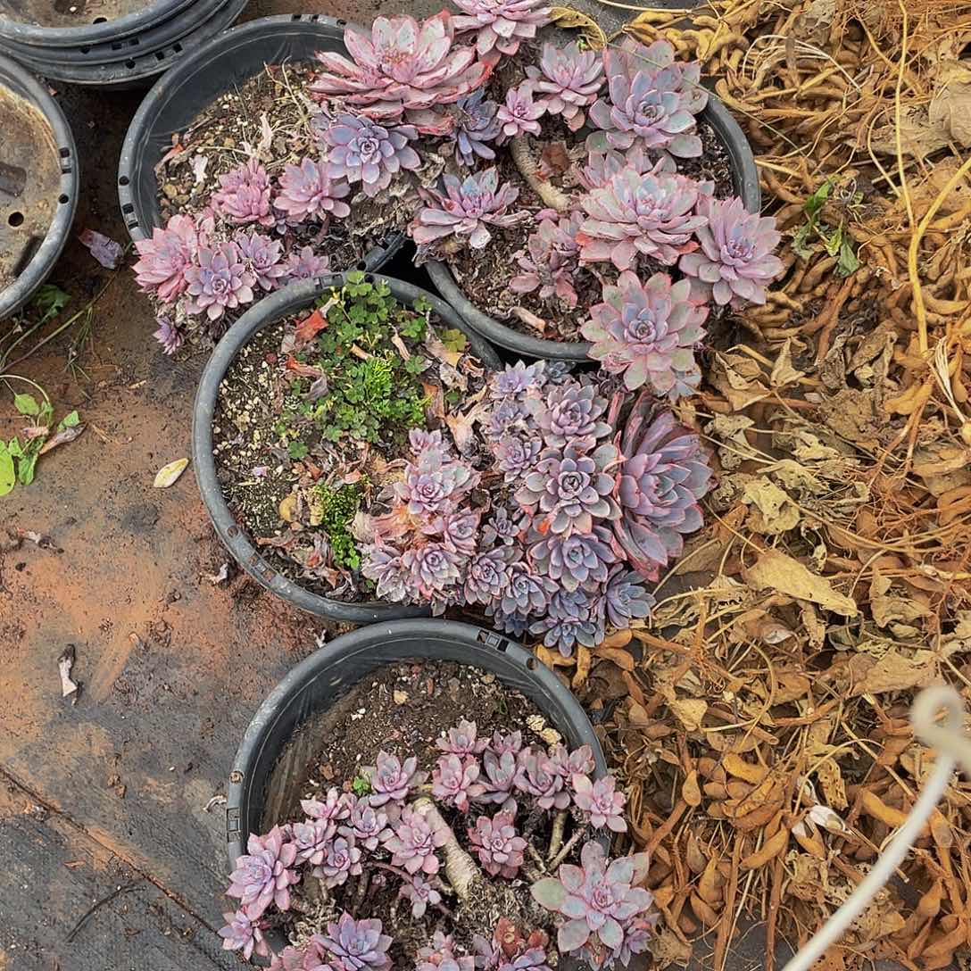 赫拉老桩一堆多肉，散枝断枝19.8