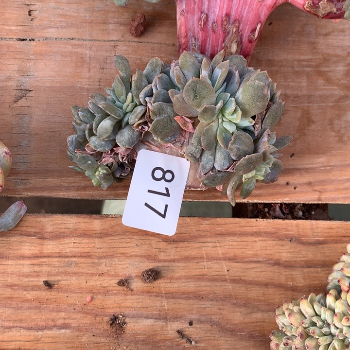 817哈哈哈哈哈哈哈哈哈哈哈