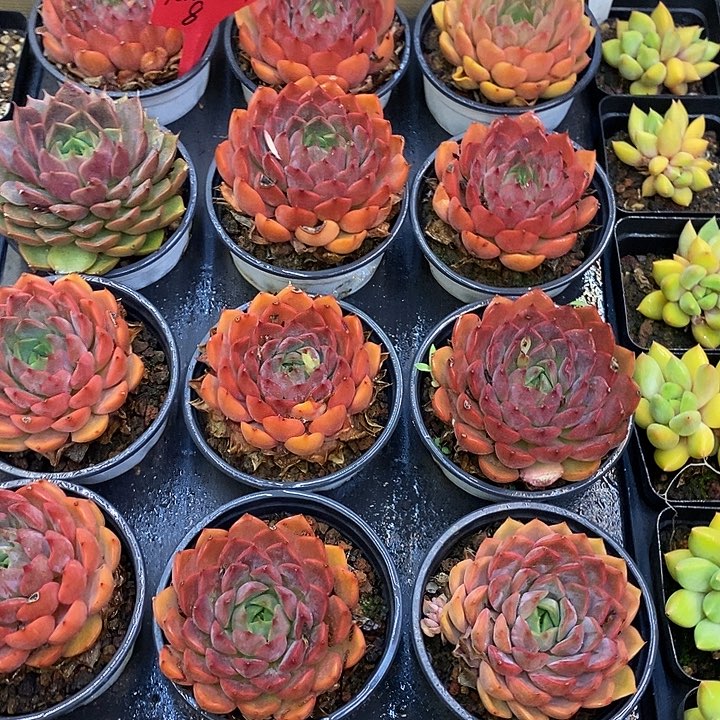 大单头浪漫福利多多