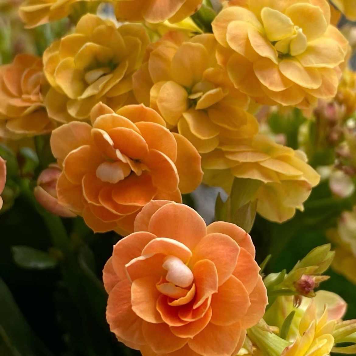 新品海绵宝宝重瓣大花110盆长寿花