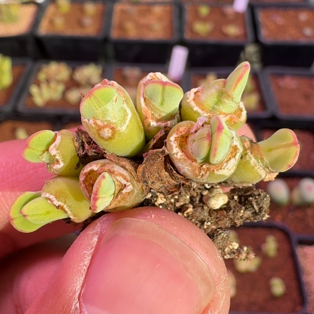 云缦精品番杏8.34 圆头毛猪蹄 12个脑袋瓜 多肉