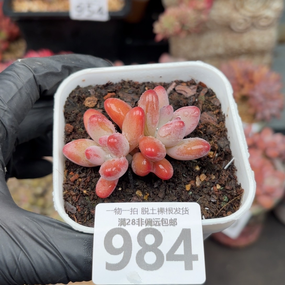 小樱花奶无盆土发货